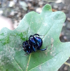 Anoplotrupes stercorosus
