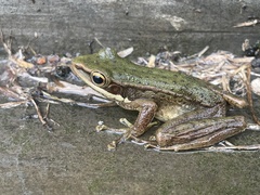 Chalcorana chalconota