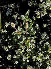 Cerastium pedunculatum