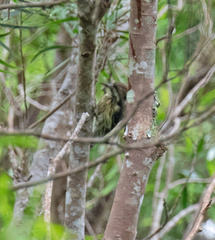 Yungipicus maculatus