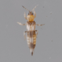 Neohydatothrips variabilis