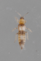 Neohydatothrips variabilis