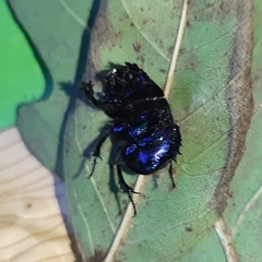 Anoplotrupes stercorosus