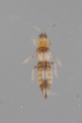Neohydatothrips variabilis