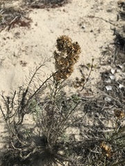 Helichrysum stoechas