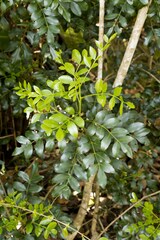 Ptaeroxylon obliquum