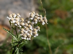 Achillea