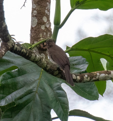 Hypsipetes guimarasensis