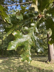 Quercus stellata