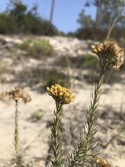 Helichrysum italicum