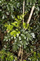 Ptaeroxylon obliquum