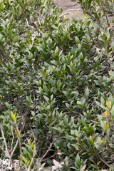 Pterocelastrus echinatus