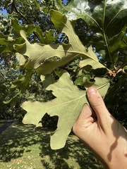 Quercus stellata