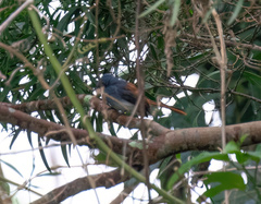 Rhipidura albiventris