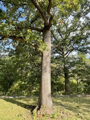 Quercus stellata