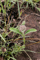 Raphionacme galpinii