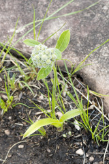 Raphionacme galpinii