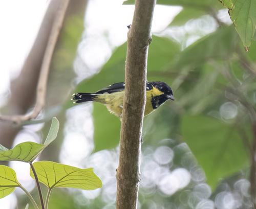 Periparus elegans observed 2022-09-27