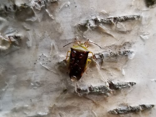 Birch Shield Bug photo 5
