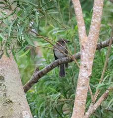 Pachycephala homeyeri
