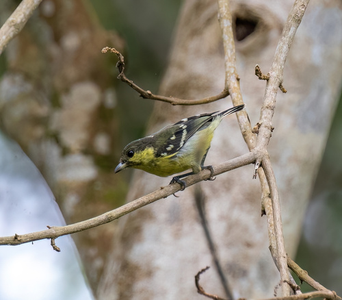 Periparus elegans observed 2022-09-27