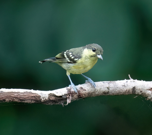 Periparus elegans observed 2022-09-27
