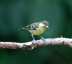 Periparus elegans