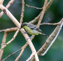 Periparus elegans
