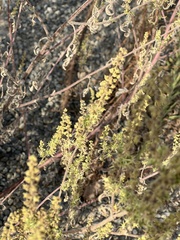 Ambrosia acanthicarpa