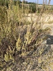 Ambrosia acanthicarpa