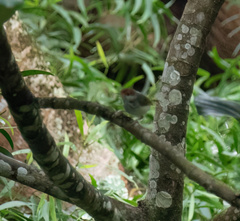 Orthotomus castaneiceps