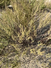 Ambrosia acanthicarpa