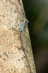 Draco spilopterus
