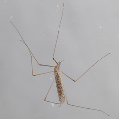Limoniidae