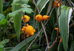 Solanum mammosum