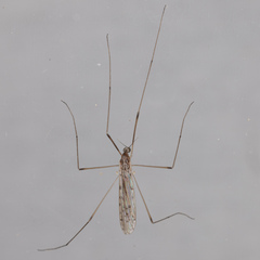 Limoniidae