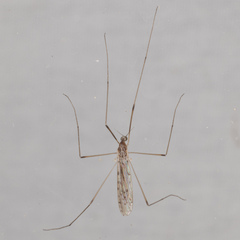 Limoniidae