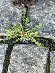 Taraxacum