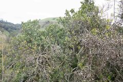 Robsonodendron eucleiforme