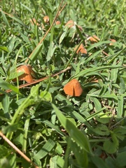 Marasmius vagus