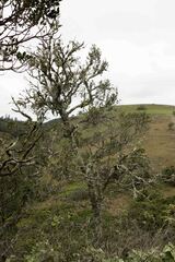 Robsonodendron eucleiforme