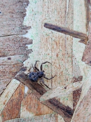 Bassaniana utahensis