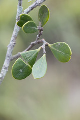 Robsonodendron eucleiforme