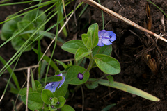 Rotheca hirsuta
