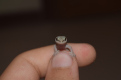 Hemidactylus robustus