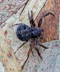 Bassaniana utahensis