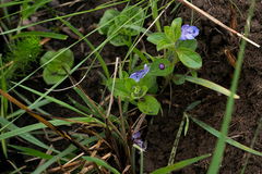 Rotheca hirsuta