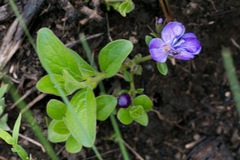 Rotheca hirsuta