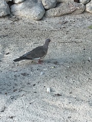 Patagioenas corensis