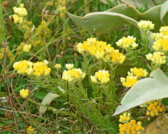 Helichrysum plicatum